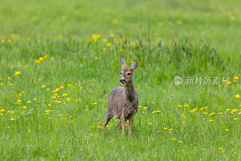 雌狍子(Capreolus Capreolus)